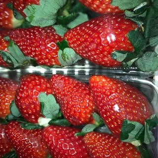 Morangos frescos na Casa das Frutas L&M